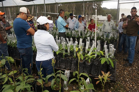 Gira de experiencias en cultivo de aguacate hass_occidente_Honduras_2018