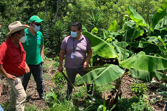 cadena de valor del pl�tano