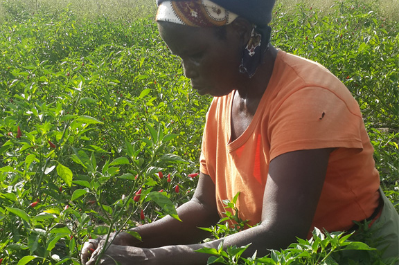 AACID apoya los proyectos de CESAL