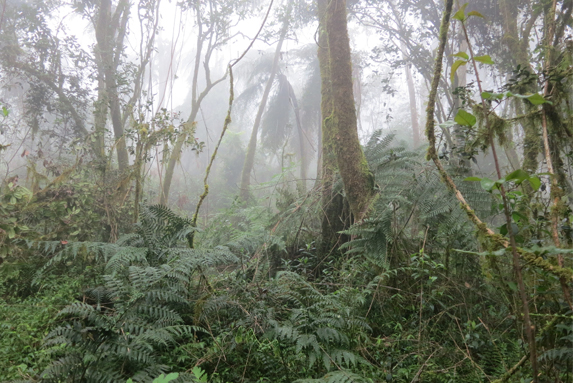 Fauna de la regi�n