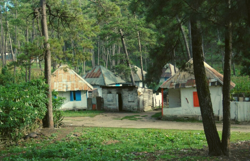 Bosque de pinos, Hait�