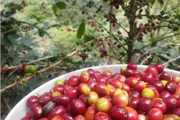 Escuela T�cnica en Caf� Cocrebistol-CESAL