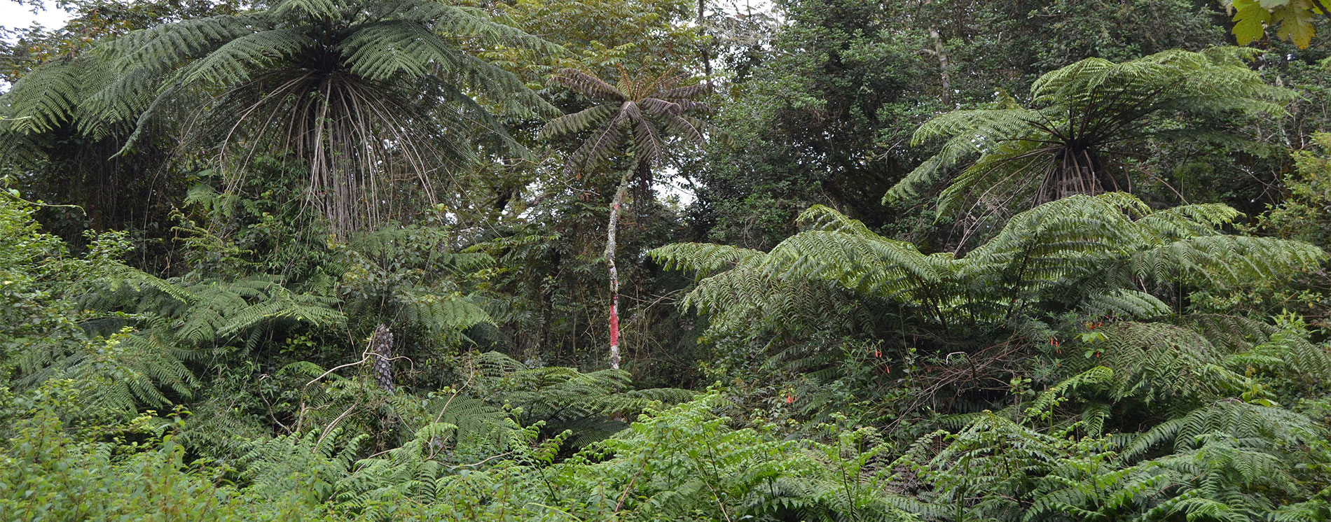 Flora de la Biosfera Transfronteriza
