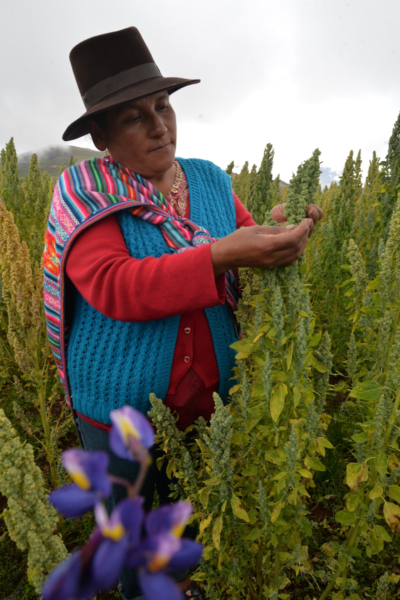campesina quinua apurimac