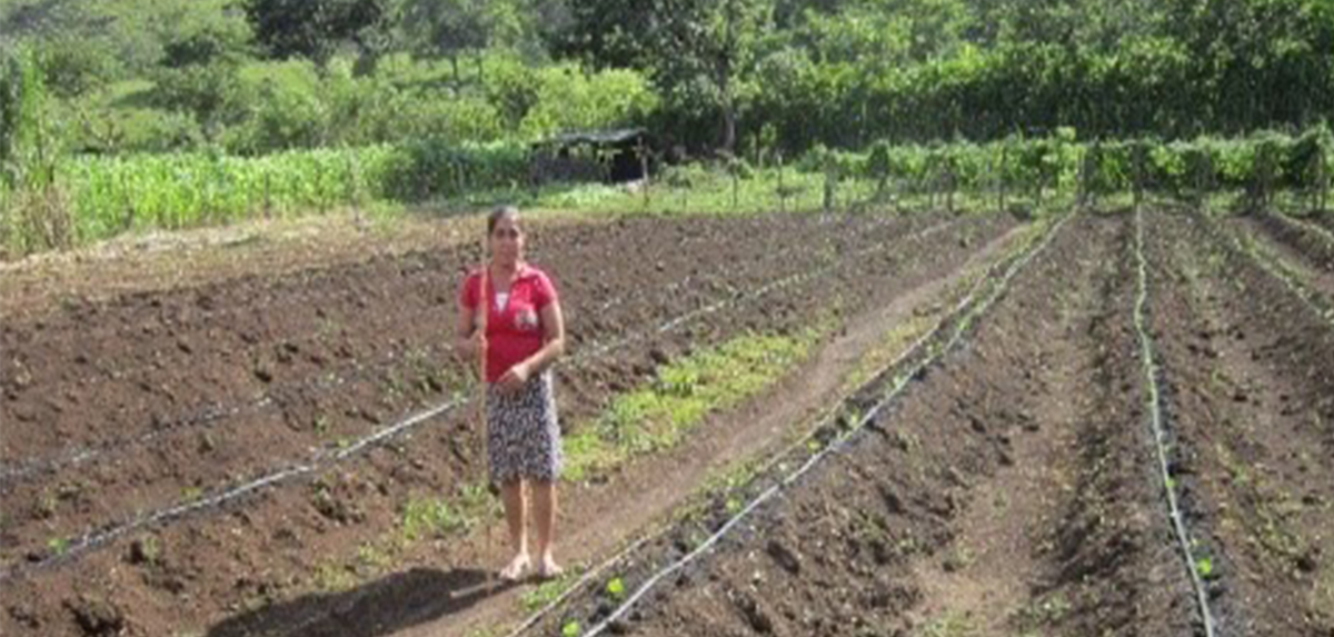 Ensayo de Cultivo de Chia y Soya_ Honduras _2018
