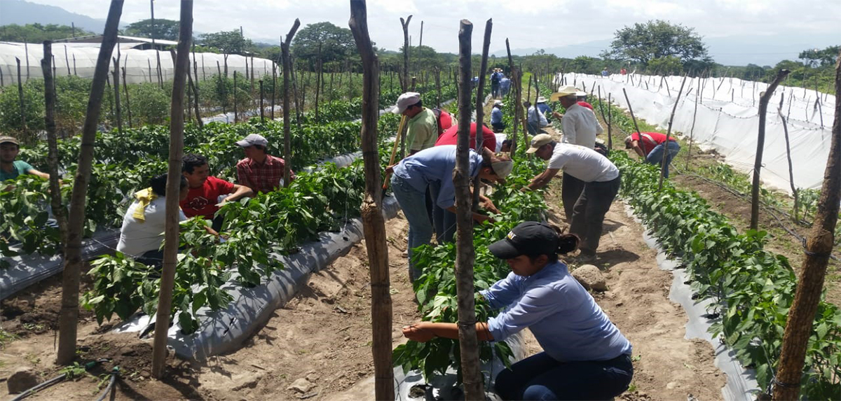 Escuelas de Campo_Honduras_2018