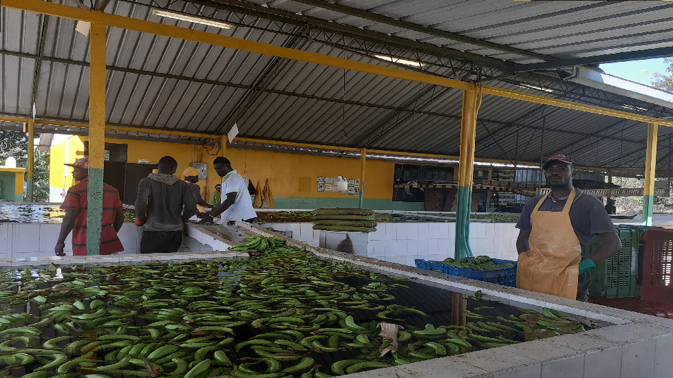 Trabajo con comunidades bananeras