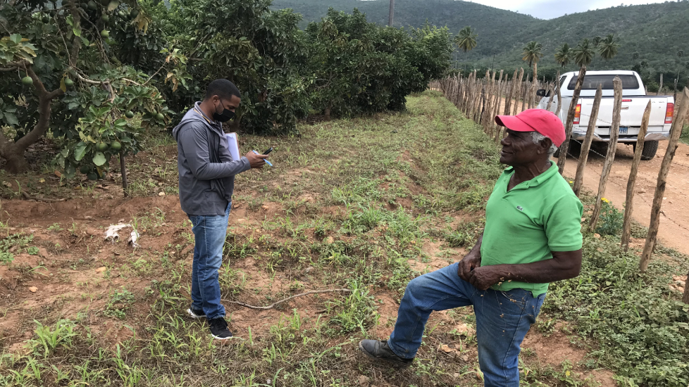 Plantaciones de aguacates en Puerto Escondido