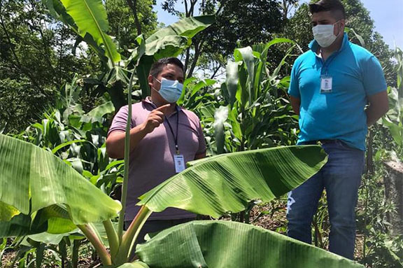 cadena de valor del pl�tano