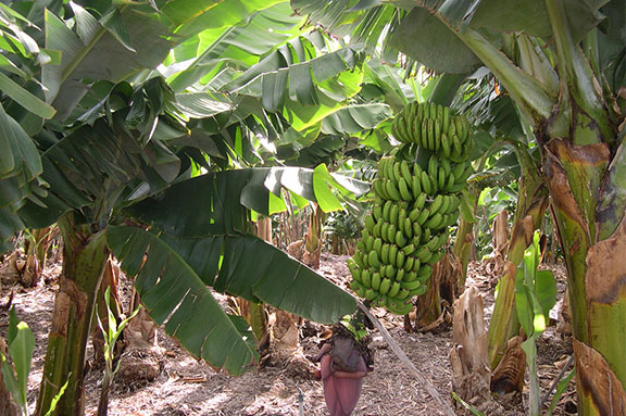 cadena de valor del pl�tano