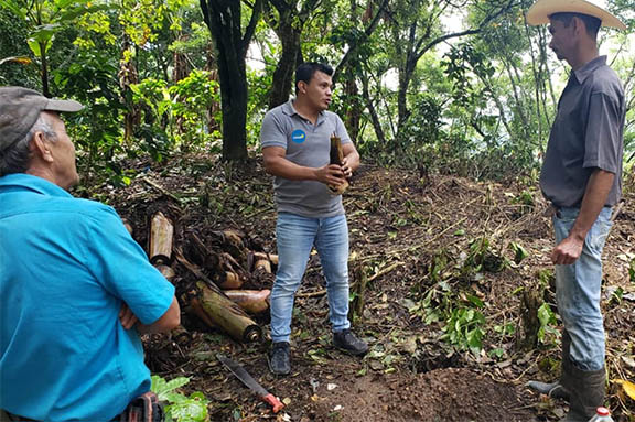 CIMAS cadena de valor del pl�tano