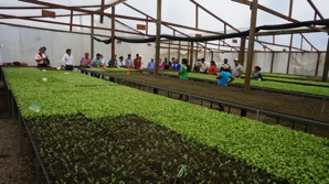 Capacitaci�n a 27 productores en occidente de Honduras_2018
