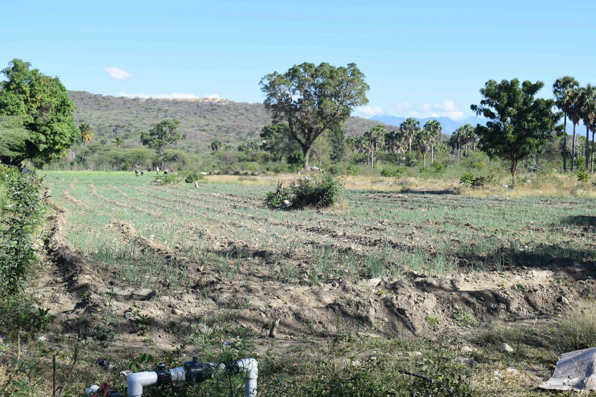 EL AGUA COMO GENERADOR DE MEDIOS DE VIDA SOSTENIBLES