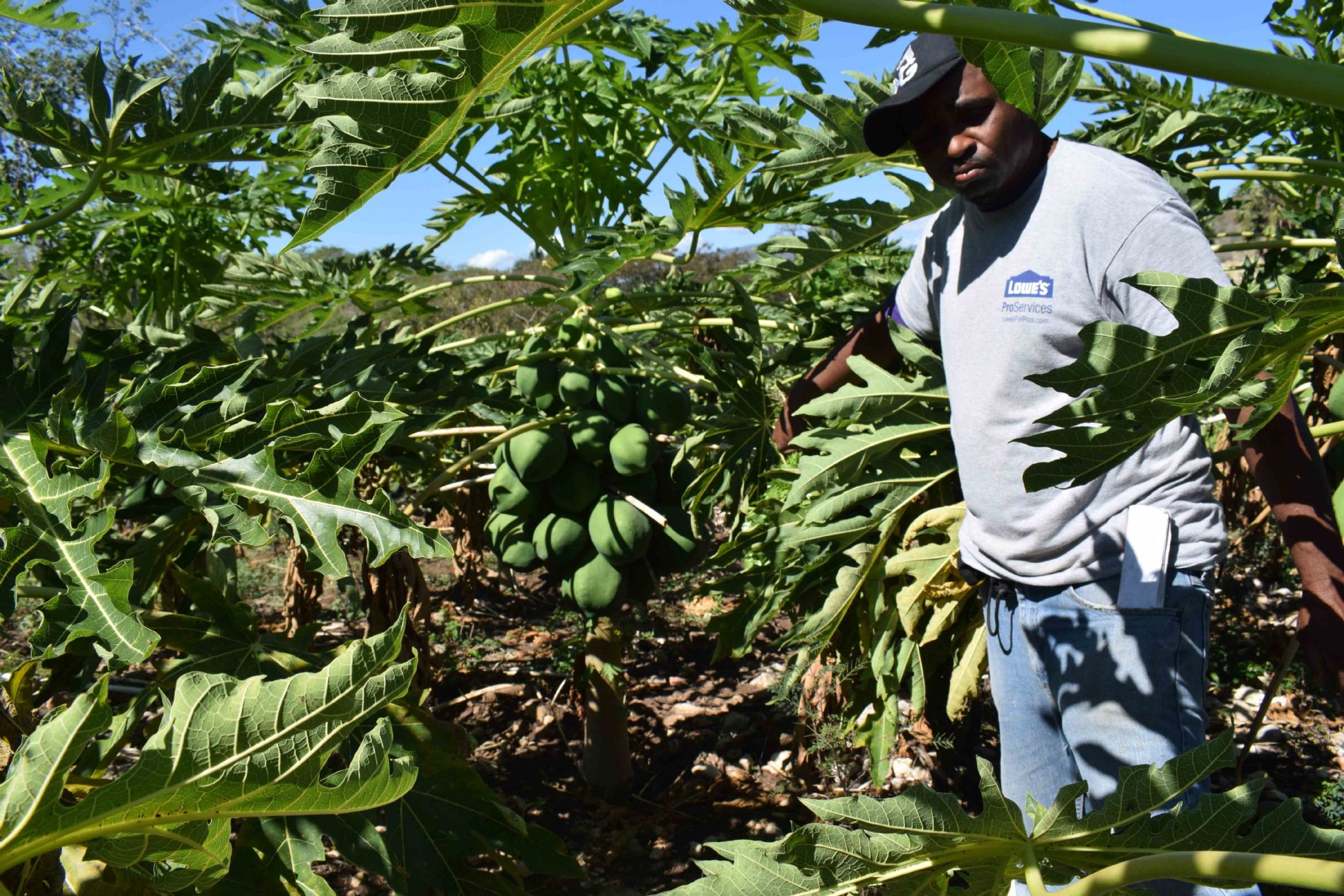 EL AGUA COMO GENERADOR DE MEDIOS DE VIDA SOSTENIBLES